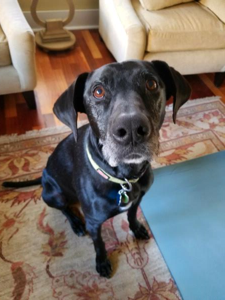 /Images/uploads/Southeast German Shorthaired Pointer Rescue/segspcalendarcontest2018/entries/9032thumb.jpg